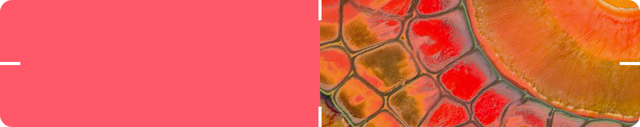 Clinical Evidence Summary- Immune health & L. CASEI 431®